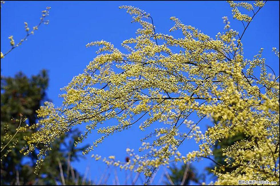 【春天,广西桂林灌阳县向您发出邀请!】米珠山前有片山苍子花在飘香 - 游山玩水 - 玉林生活社区 - 玉林28生活网 yulin.28life.com