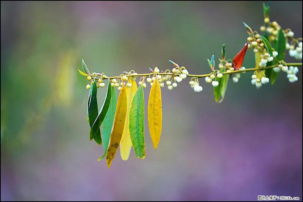 【春天,广西桂林灌阳县向您发出邀请!】米珠山前有片山苍子花在飘香 - 游山玩水 - 玉林生活社区 - 玉林28生活网 yulin.28life.com