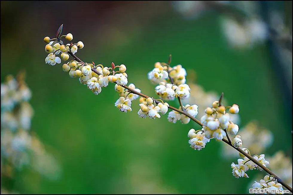【春天,广西桂林灌阳县向您发出邀请!】米珠山前有片山苍子花在飘香 - 游山玩水 - 玉林生活社区 - 玉林28生活网 yulin.28life.com