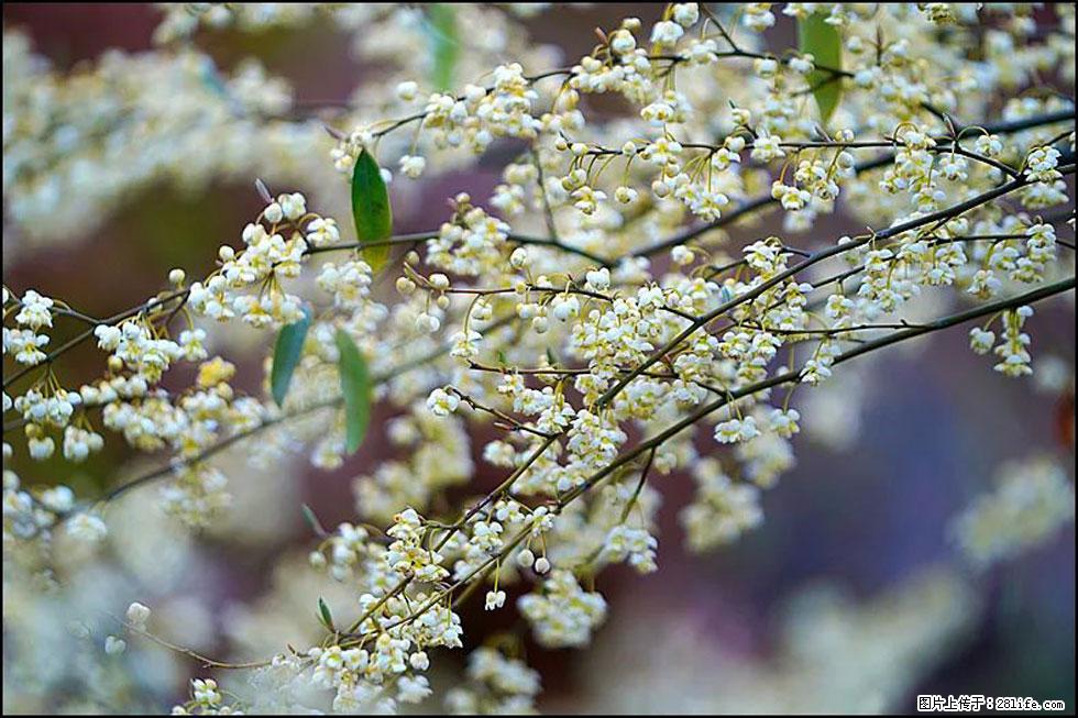 【春天,广西桂林灌阳县向您发出邀请!】米珠山前有片山苍子花在飘香 - 游山玩水 - 玉林生活社区 - 玉林28生活网 yulin.28life.com