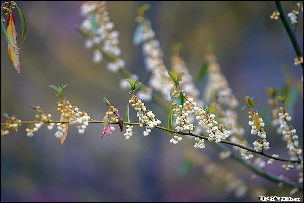 【春天,广西桂林灌阳县向您发出邀请!】米珠山前有片山苍子花在飘香 - 游山玩水 - 玉林生活社区 - 玉林28生活网 yulin.28life.com