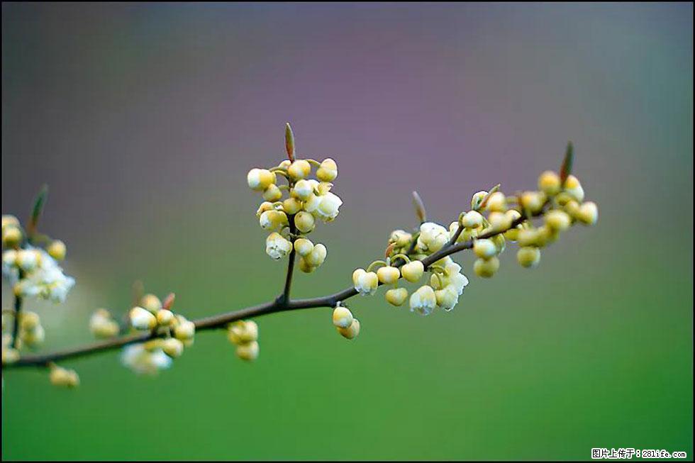 【春天,广西桂林灌阳县向您发出邀请!】米珠山前有片山苍子花在飘香 - 游山玩水 - 玉林生活社区 - 玉林28生活网 yulin.28life.com