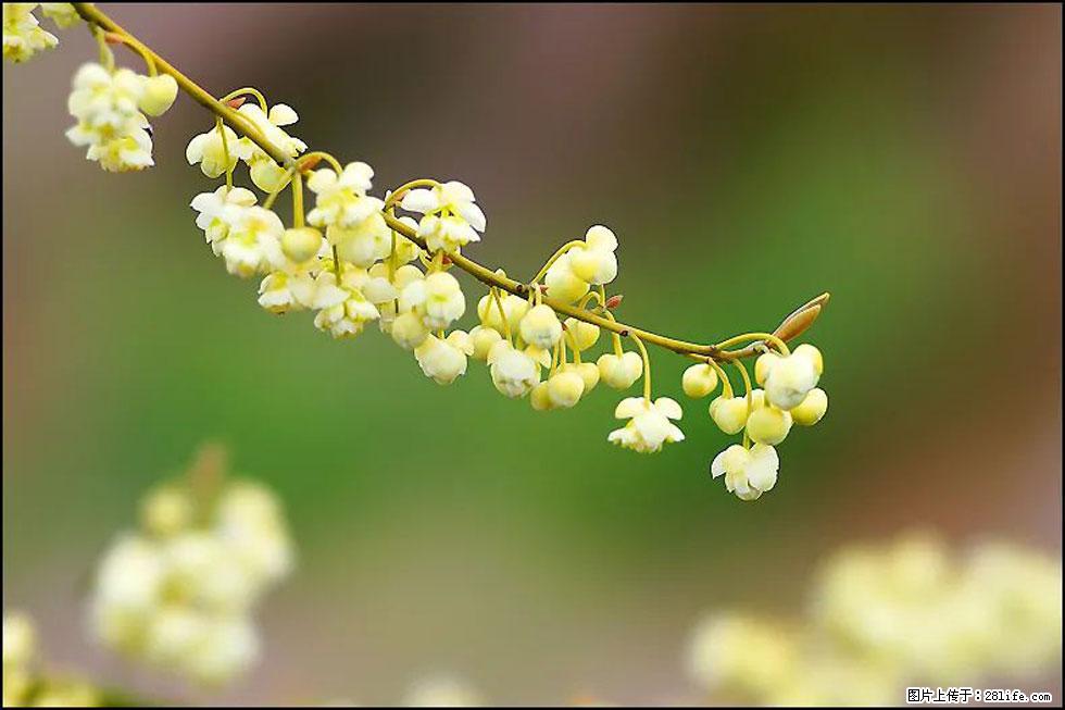 【春天,广西桂林灌阳县向您发出邀请!】米珠山前有片山苍子花在飘香 - 游山玩水 - 玉林生活社区 - 玉林28生活网 yulin.28life.com