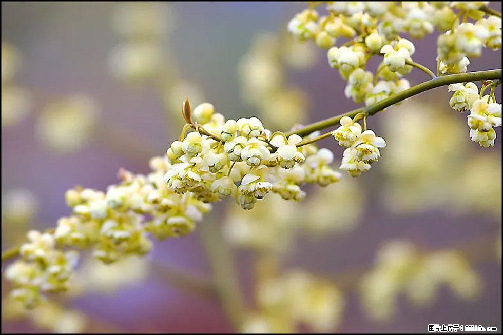 【春天,广西桂林灌阳县向您发出邀请!】米珠山前有片山苍子花在飘香 - 游山玩水 - 玉林生活社区 - 玉林28生活网 yulin.28life.com