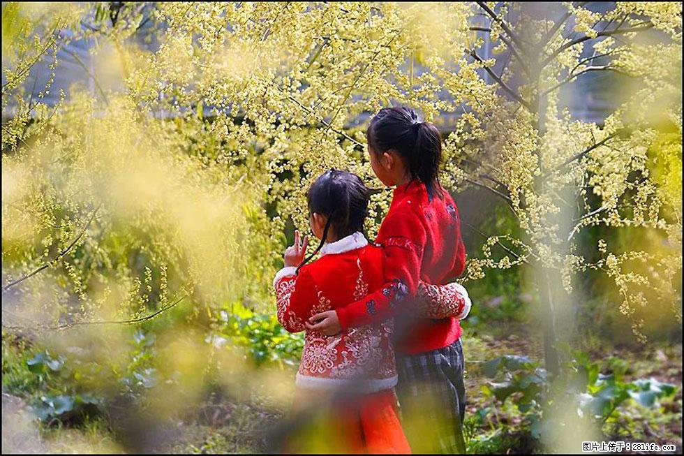 【春天,广西桂林灌阳县向您发出邀请!】米珠山前有片山苍子花在飘香 - 游山玩水 - 玉林生活社区 - 玉林28生活网 yulin.28life.com