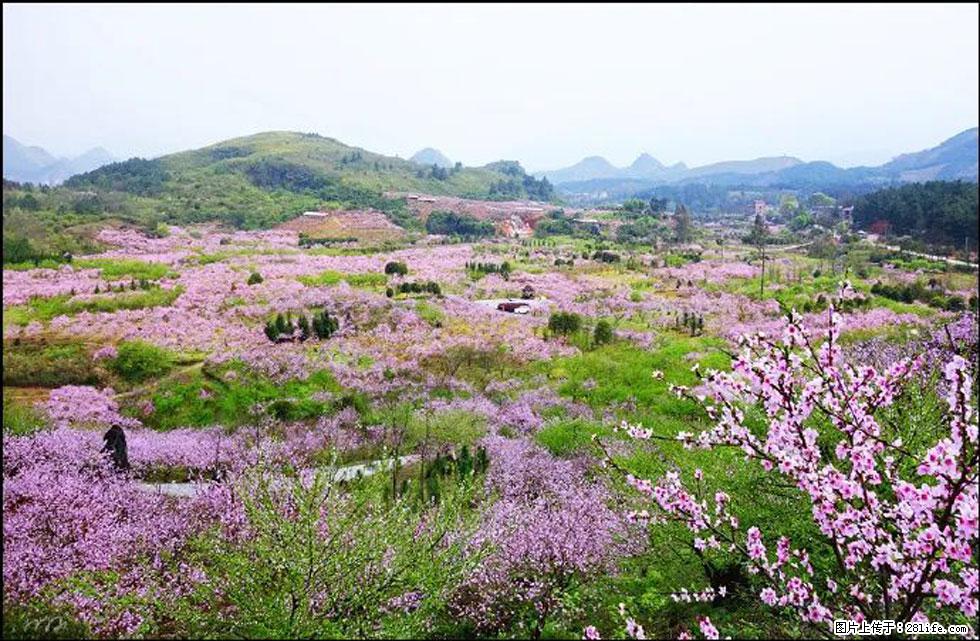 【春天,广西桂林灌阳县向您发出邀请!】官庄村有个醉美的桃花园 - 游山玩水 - 玉林生活社区 - 玉林28生活网 yulin.28life.com