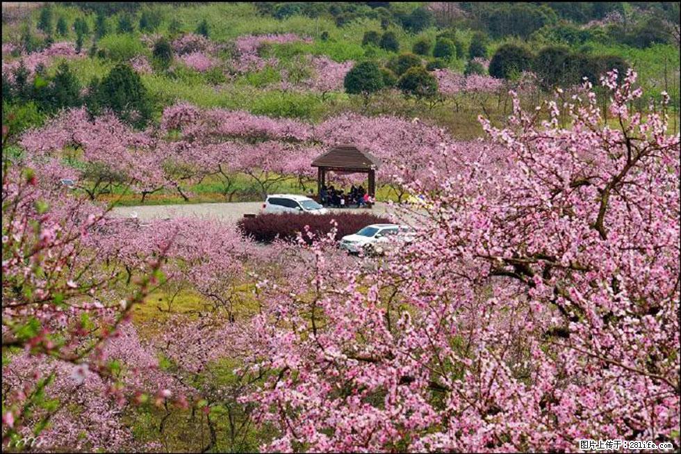 【春天,广西桂林灌阳县向您发出邀请!】官庄村有个醉美的桃花园 - 游山玩水 - 玉林生活社区 - 玉林28生活网 yulin.28life.com