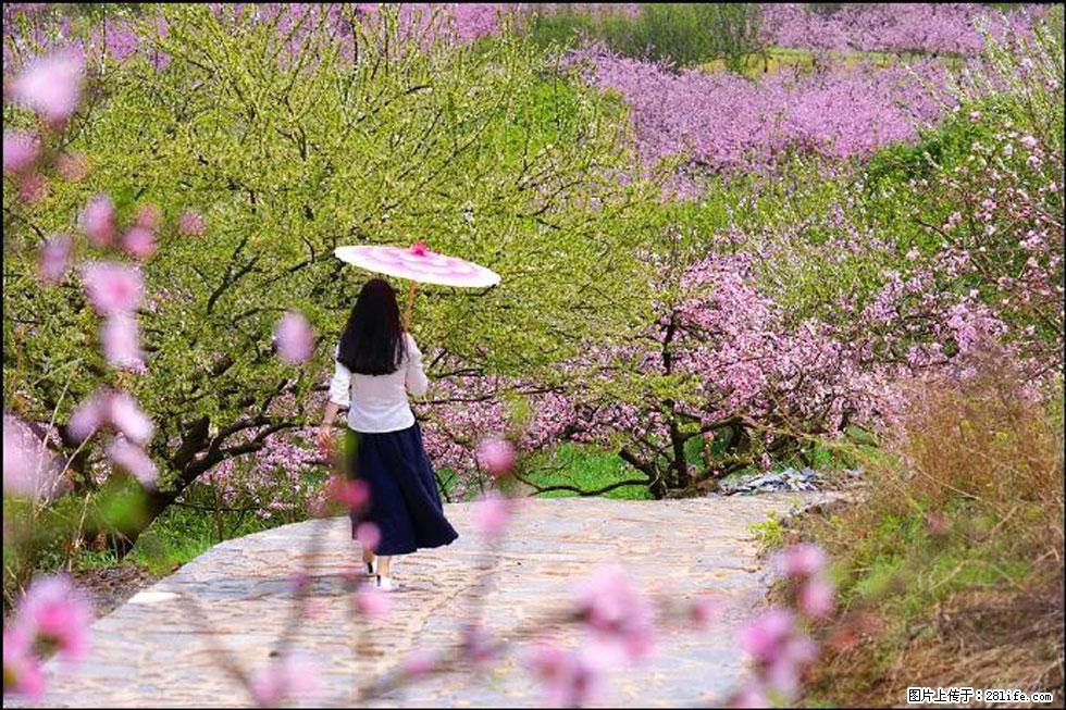 【春天,广西桂林灌阳县向您发出邀请!】官庄村有个醉美的桃花园 - 游山玩水 - 玉林生活社区 - 玉林28生活网 yulin.28life.com