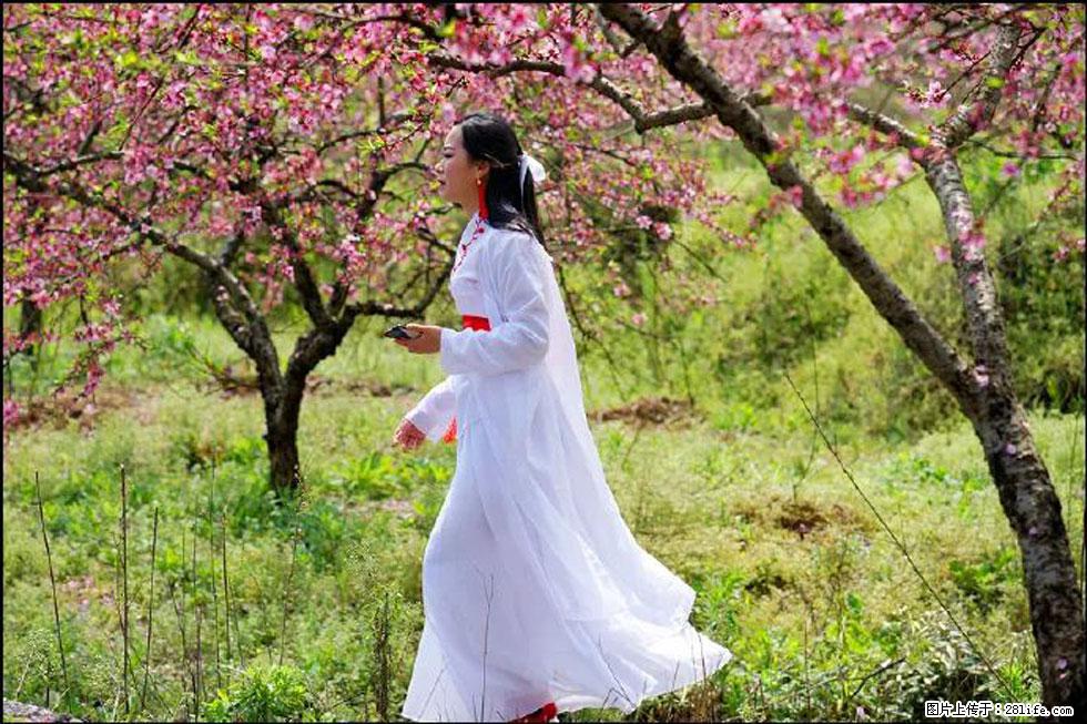 【春天,广西桂林灌阳县向您发出邀请!】官庄村有个醉美的桃花园 - 游山玩水 - 玉林生活社区 - 玉林28生活网 yulin.28life.com