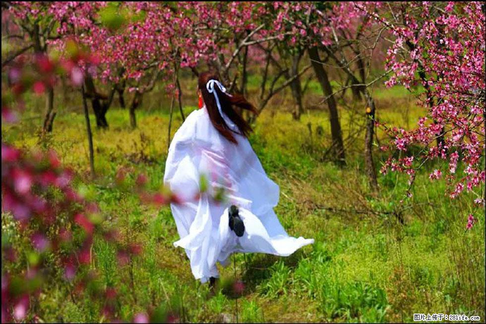 【春天,广西桂林灌阳县向您发出邀请!】官庄村有个醉美的桃花园 - 游山玩水 - 玉林生活社区 - 玉林28生活网 yulin.28life.com