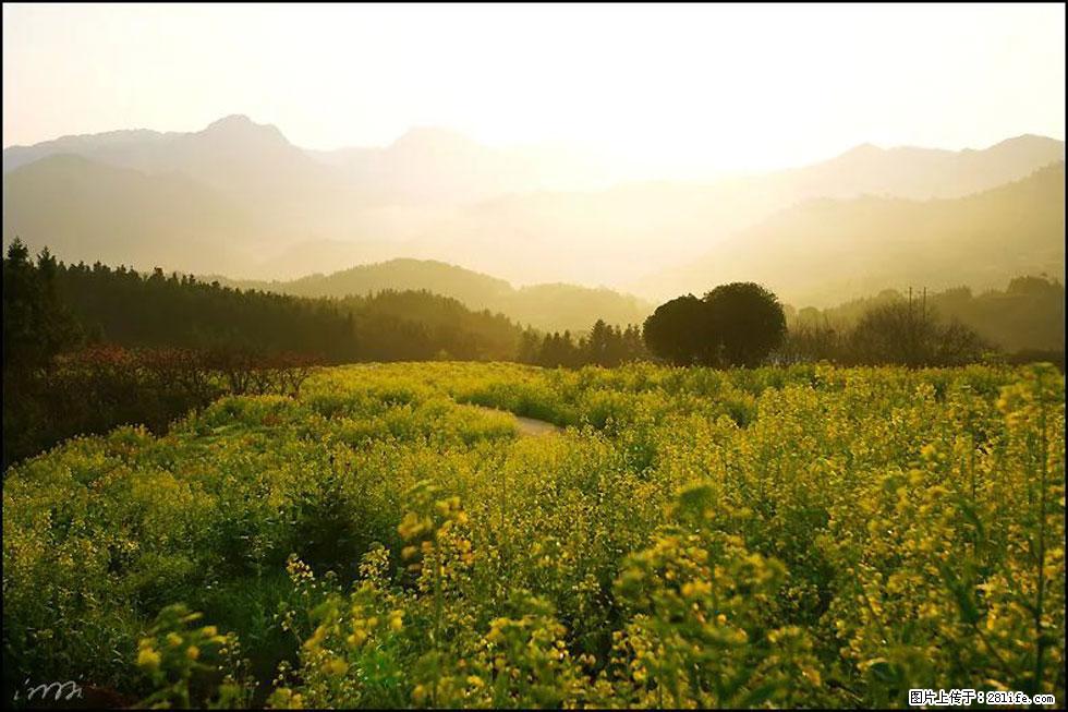 【春天,广西桂林灌阳县向您发出邀请!】长坪村油菜盛情花开 - 游山玩水 - 玉林生活社区 - 玉林28生活网 yulin.28life.com