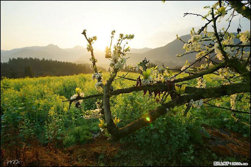 【春天,广西桂林灌阳县向您发出邀请!】长坪村油菜盛情花开 - 游山玩水 - 玉林生活社区 - 玉林28生活网 yulin.28life.com