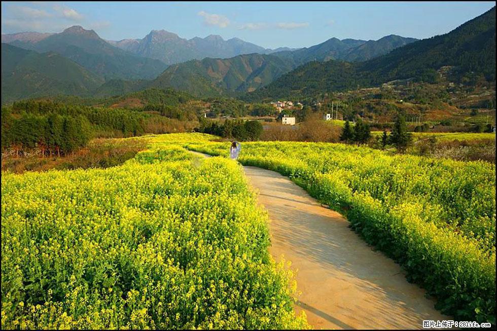 【春天,广西桂林灌阳县向您发出邀请!】长坪村油菜盛情花开 - 游山玩水 - 玉林生活社区 - 玉林28生活网 yulin.28life.com