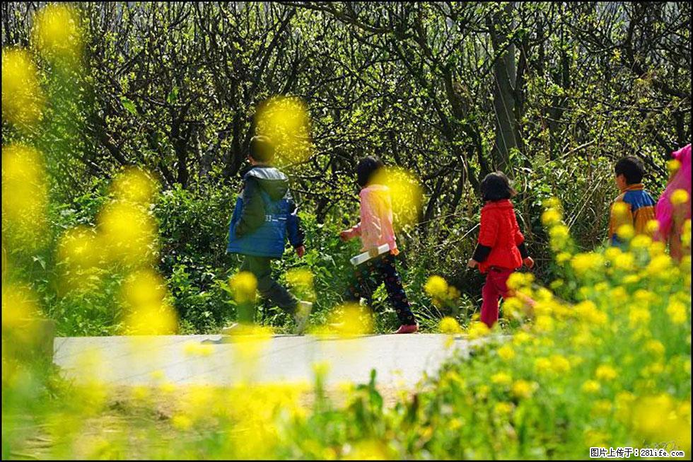【春天,广西桂林灌阳县向您发出邀请!】长坪村油菜盛情花开 - 游山玩水 - 玉林生活社区 - 玉林28生活网 yulin.28life.com
