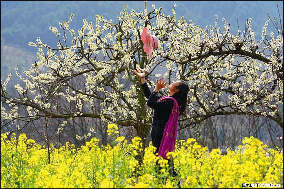 【春天,广西桂林灌阳县向您发出邀请!】长坪村油菜盛情花开 - 游山玩水 - 玉林生活社区 - 玉林28生活网 yulin.28life.com