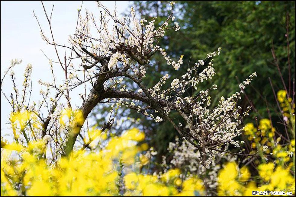 【春天,广西桂林灌阳县向您发出邀请!】长坪村油菜盛情花开 - 游山玩水 - 玉林生活社区 - 玉林28生活网 yulin.28life.com