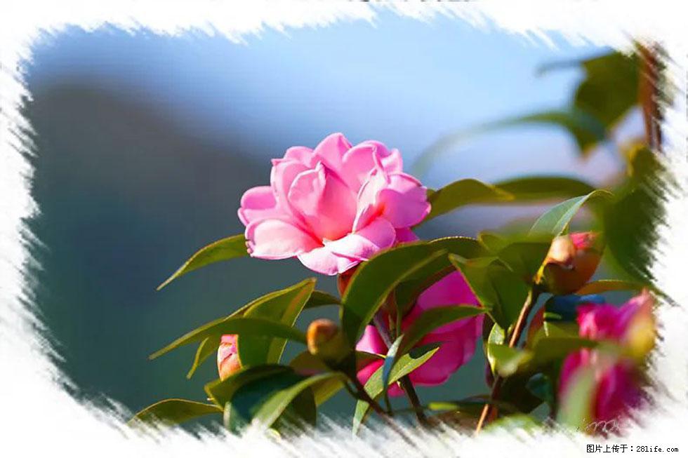 【春天,广西桂林灌阳县向您发出邀请!】杨柳井茶花惹人爱 - 游山玩水 - 玉林生活社区 - 玉林28生活网 yulin.28life.com