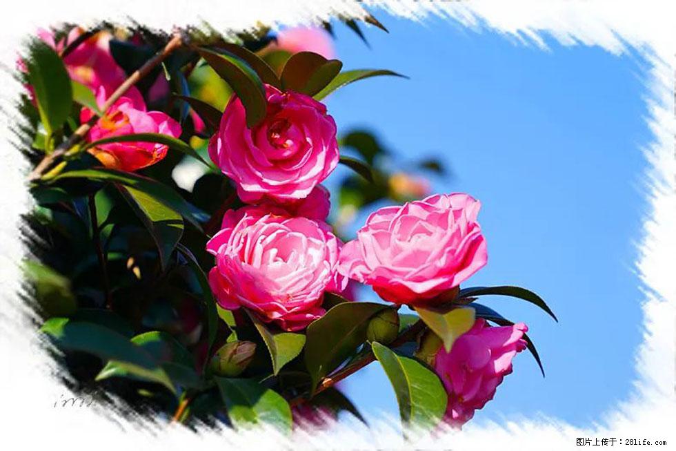 【春天,广西桂林灌阳县向您发出邀请!】杨柳井茶花惹人爱 - 游山玩水 - 玉林生活社区 - 玉林28生活网 yulin.28life.com