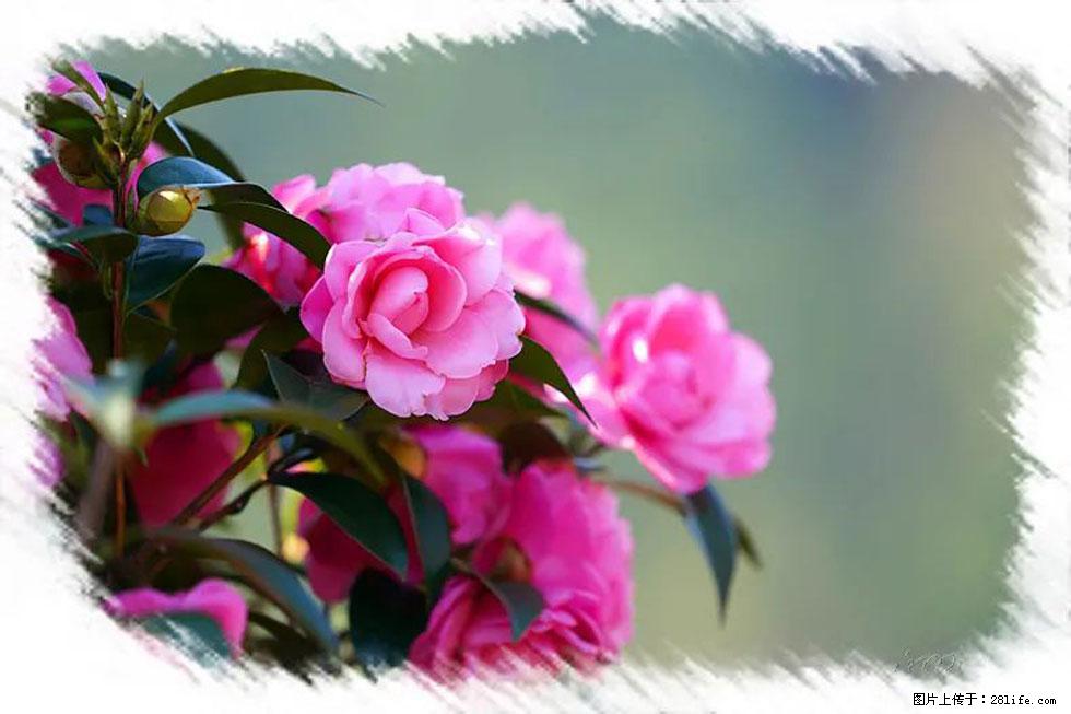 【春天,广西桂林灌阳县向您发出邀请!】杨柳井茶花惹人爱 - 游山玩水 - 玉林生活社区 - 玉林28生活网 yulin.28life.com