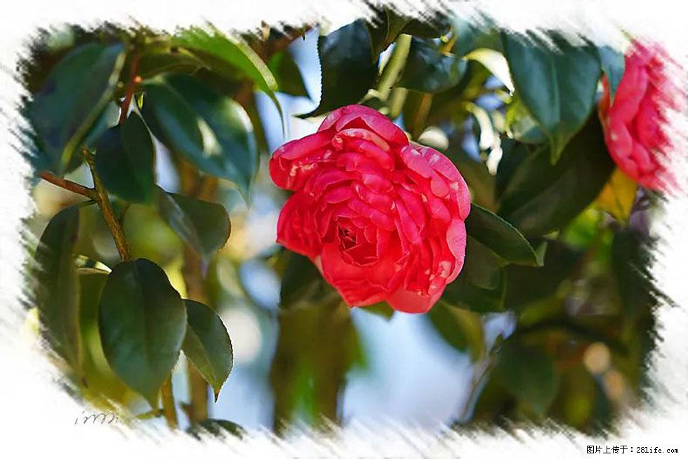 【春天,广西桂林灌阳县向您发出邀请!】杨柳井茶花惹人爱 - 游山玩水 - 玉林生活社区 - 玉林28生活网 yulin.28life.com