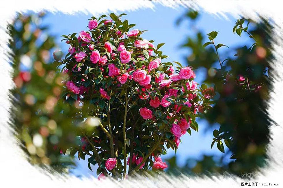 【春天,广西桂林灌阳县向您发出邀请!】杨柳井茶花惹人爱 - 游山玩水 - 玉林生活社区 - 玉林28生活网 yulin.28life.com