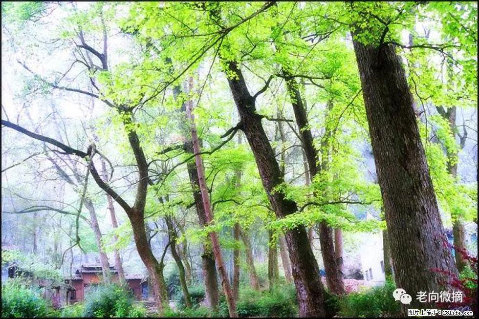 【春天，广西桂林灌阳县向您发出邀请！】在小龙村与春天约会 - 游山玩水 - 玉林生活社区 - 玉林28生活网 yulin.28life.com