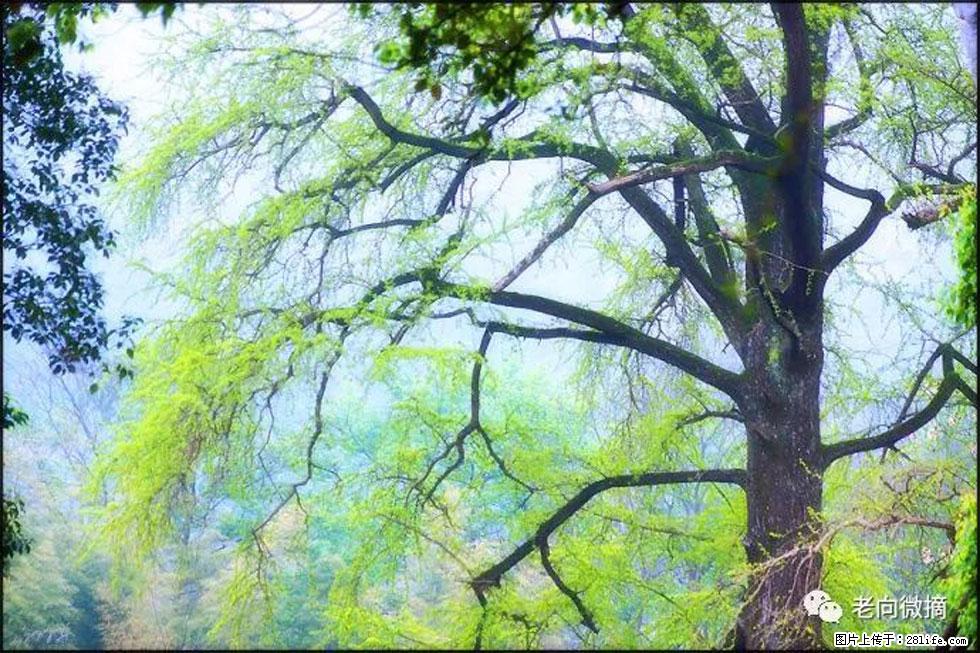 【春天，广西桂林灌阳县向您发出邀请！】在小龙村与春天约会 - 游山玩水 - 玉林生活社区 - 玉林28生活网 yulin.28life.com