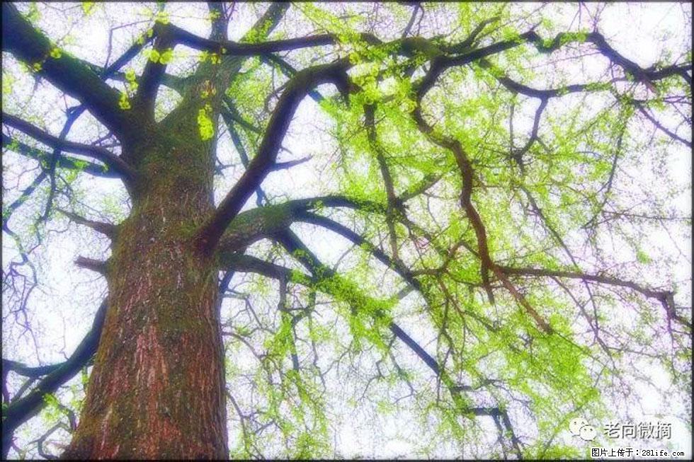 【春天，广西桂林灌阳县向您发出邀请！】在小龙村与春天约会 - 游山玩水 - 玉林生活社区 - 玉林28生活网 yulin.28life.com