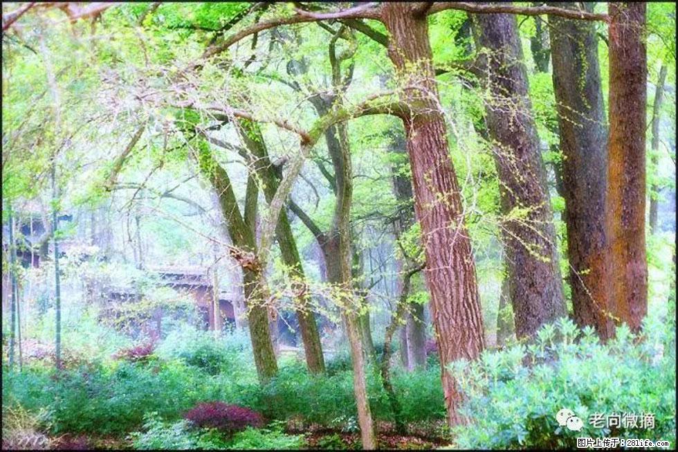 【春天，广西桂林灌阳县向您发出邀请！】在小龙村与春天约会 - 游山玩水 - 玉林生活社区 - 玉林28生活网 yulin.28life.com