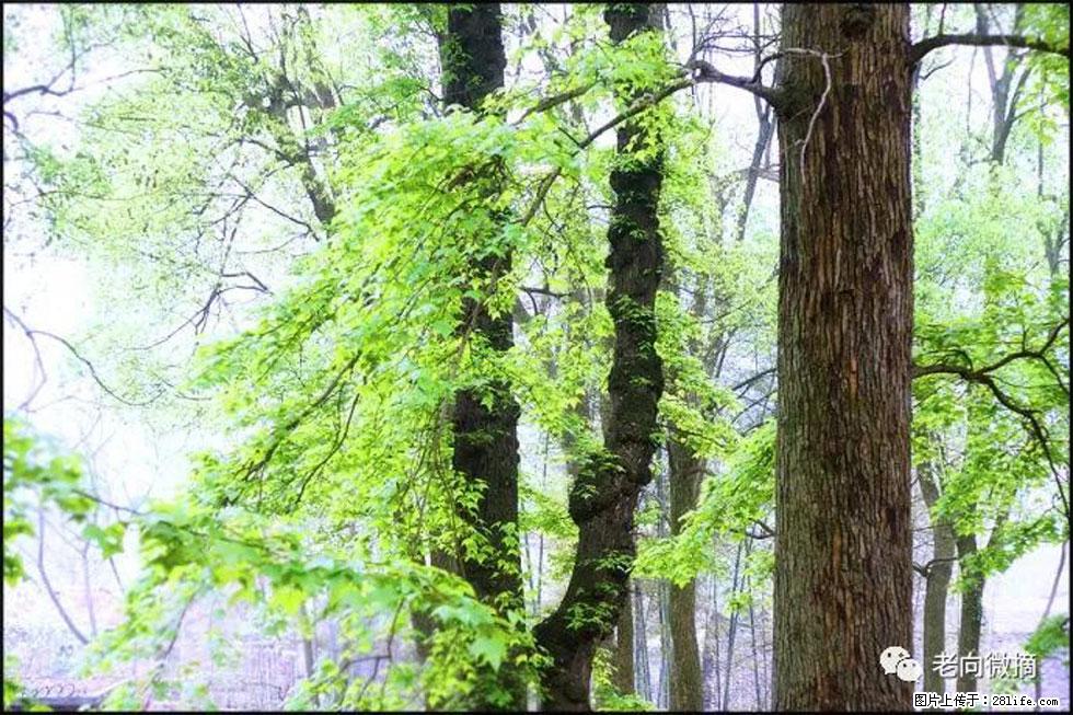 【春天，广西桂林灌阳县向您发出邀请！】在小龙村与春天约会 - 游山玩水 - 玉林生活社区 - 玉林28生活网 yulin.28life.com