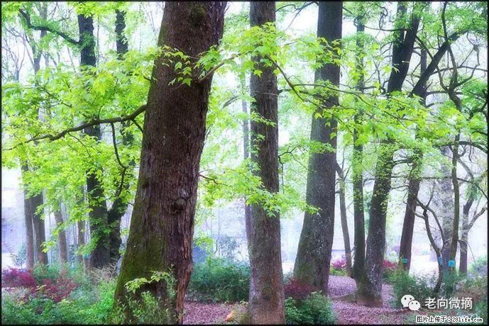 【春天，广西桂林灌阳县向您发出邀请！】在小龙村与春天约会 - 游山玩水 - 玉林生活社区 - 玉林28生活网 yulin.28life.com