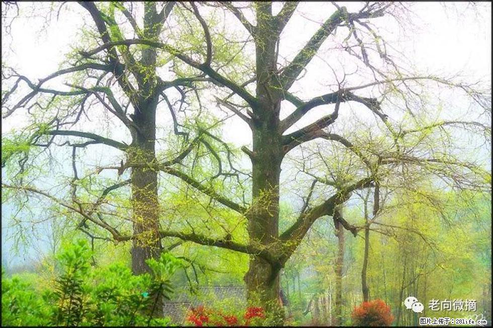 【春天，广西桂林灌阳县向您发出邀请！】在小龙村与春天约会 - 游山玩水 - 玉林生活社区 - 玉林28生活网 yulin.28life.com