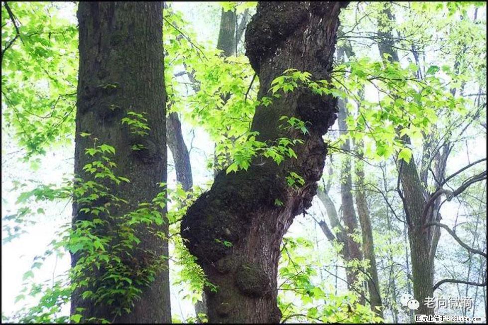 【春天，广西桂林灌阳县向您发出邀请！】在小龙村与春天约会 - 游山玩水 - 玉林生活社区 - 玉林28生活网 yulin.28life.com