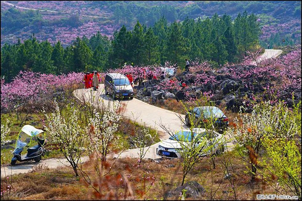 【春天，广西桂林灌阳县向您发出邀请！】望月岭上桃花开 - 游山玩水 - 玉林生活社区 - 玉林28生活网 yulin.28life.com