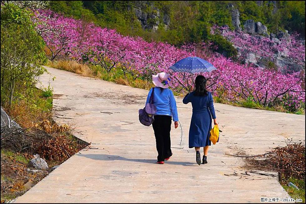 【春天，广西桂林灌阳县向您发出邀请！】望月岭上桃花开 - 游山玩水 - 玉林生活社区 - 玉林28生活网 yulin.28life.com