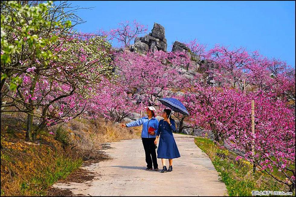 【春天，广西桂林灌阳县向您发出邀请！】望月岭上桃花开 - 游山玩水 - 玉林生活社区 - 玉林28生活网 yulin.28life.com
