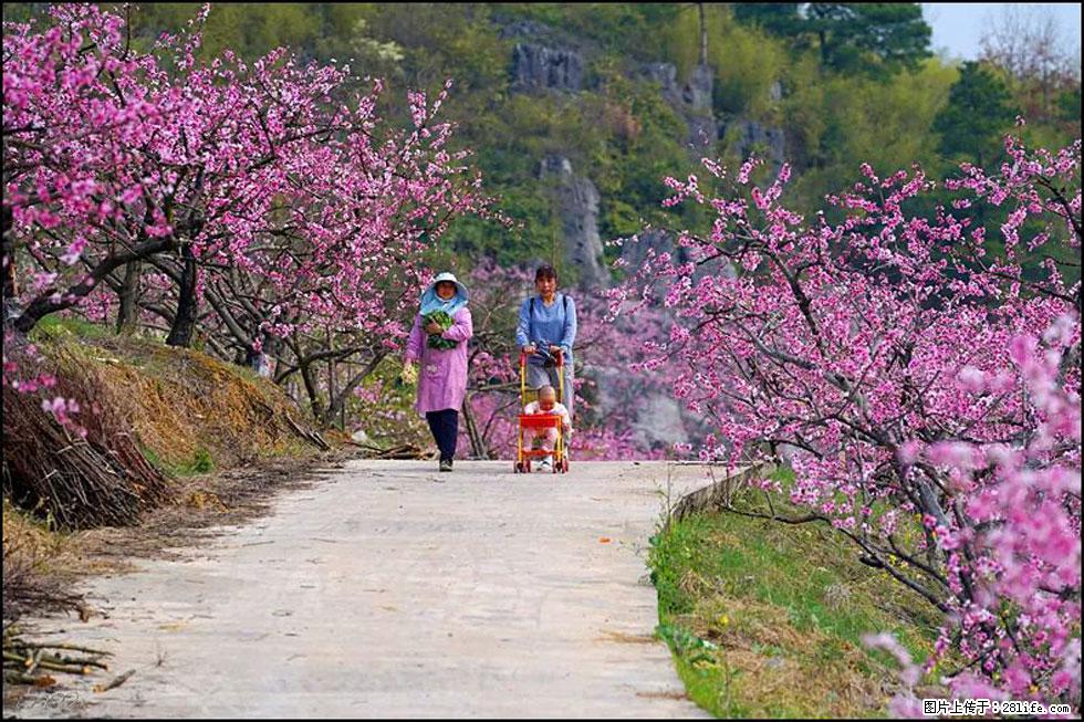 【春天，广西桂林灌阳县向您发出邀请！】望月岭上桃花开 - 游山玩水 - 玉林生活社区 - 玉林28生活网 yulin.28life.com