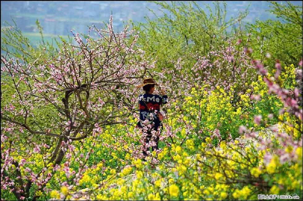 【春天，广西桂林灌阳县向您发出邀请！】望月岭上桃花开 - 游山玩水 - 玉林生活社区 - 玉林28生活网 yulin.28life.com