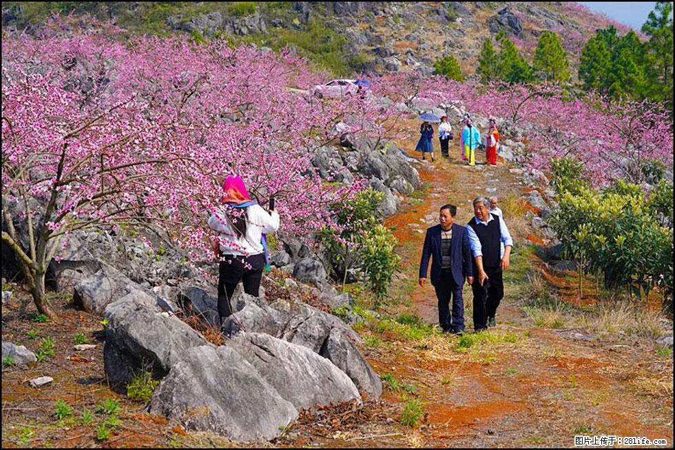 【春天，广西桂林灌阳县向您发出邀请！】望月岭上桃花开 - 游山玩水 - 玉林生活社区 - 玉林28生活网 yulin.28life.com