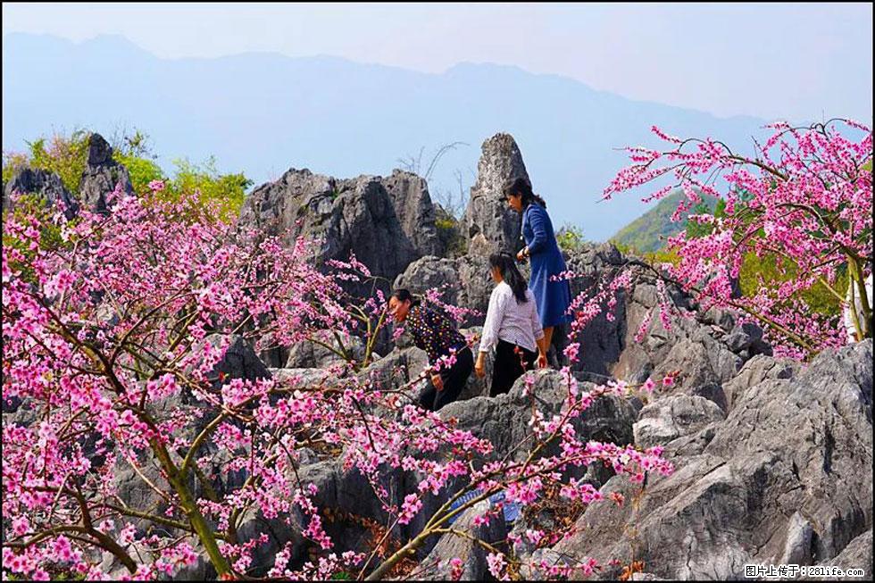 【春天，广西桂林灌阳县向您发出邀请！】望月岭上桃花开 - 游山玩水 - 玉林生活社区 - 玉林28生活网 yulin.28life.com