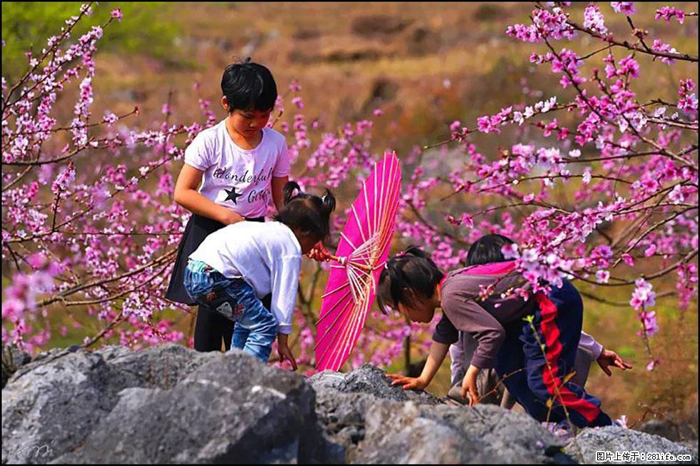 【春天，广西桂林灌阳县向您发出邀请！】望月岭上桃花开 - 游山玩水 - 玉林生活社区 - 玉林28生活网 yulin.28life.com