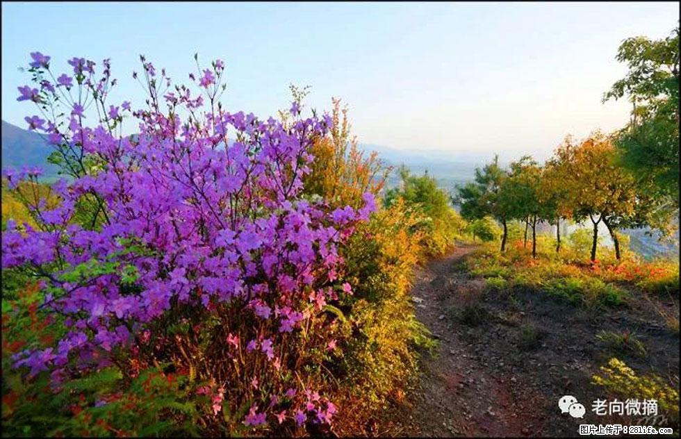 【春天，广西桂林灌阳县向您发出邀请！】登麒麟山，相约映山红 - 游山玩水 - 玉林生活社区 - 玉林28生活网 yulin.28life.com