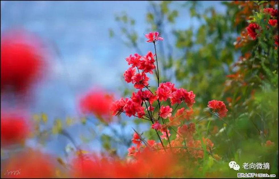 【春天，广西桂林灌阳县向您发出邀请！】登麒麟山，相约映山红 - 游山玩水 - 玉林生活社区 - 玉林28生活网 yulin.28life.com