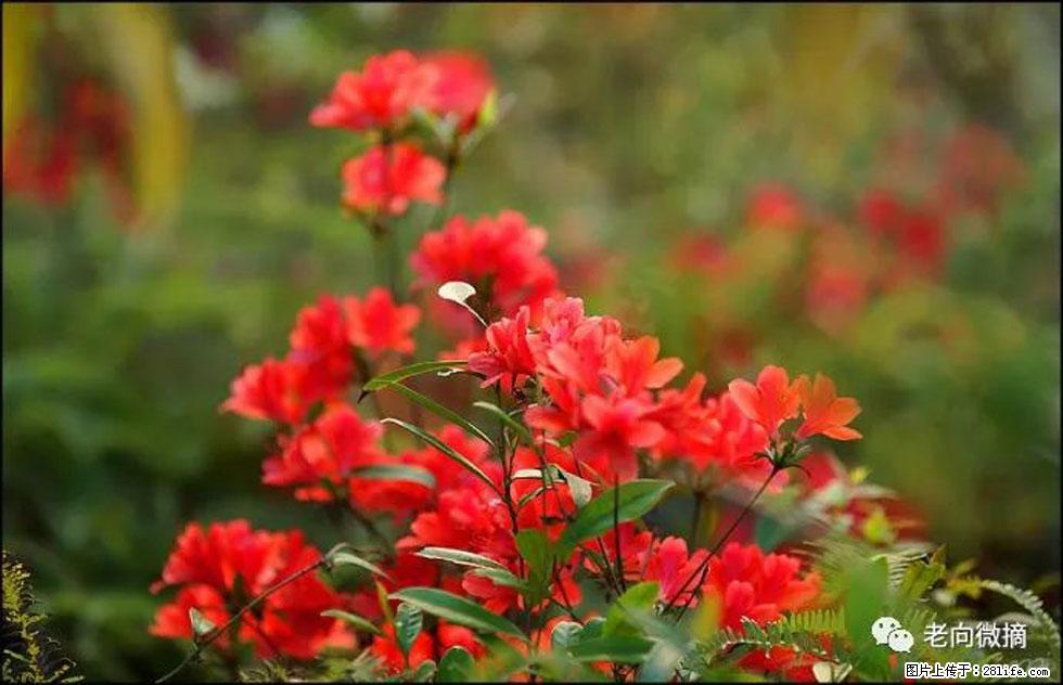 【春天，广西桂林灌阳县向您发出邀请！】登麒麟山，相约映山红 - 游山玩水 - 玉林生活社区 - 玉林28生活网 yulin.28life.com