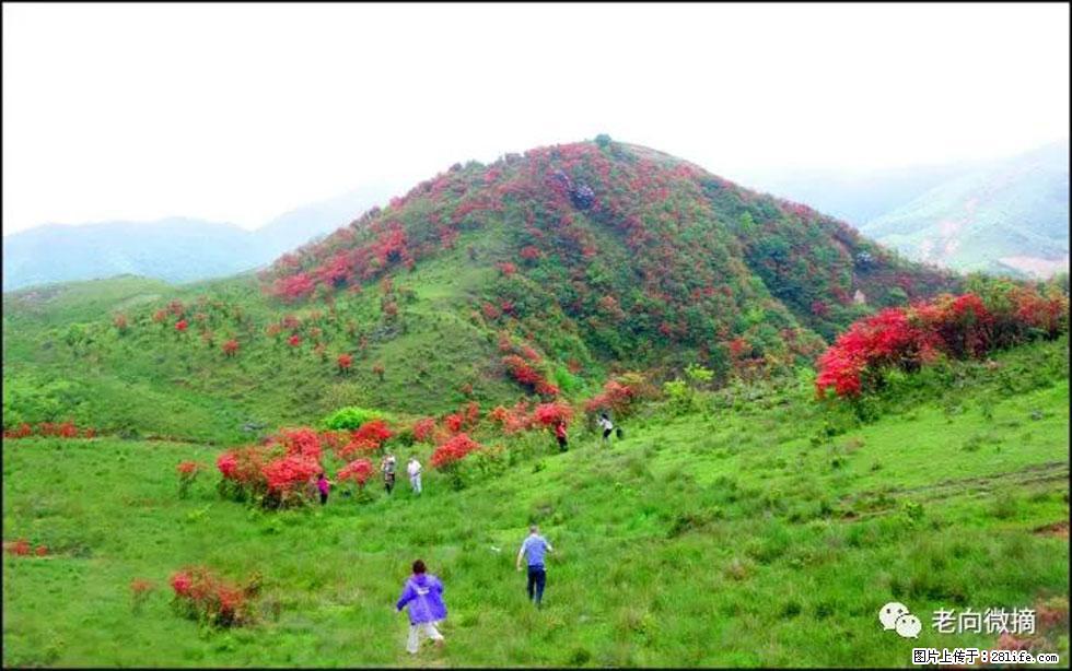 【春天,广西桂林灌阳县向您发出邀请!】宝盖山上映山红 - 游山玩水 - 玉林生活社区 - 玉林28生活网 yulin.28life.com