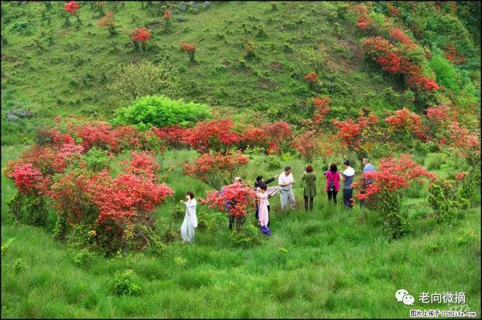 【春天,广西桂林灌阳县向您发出邀请!】宝盖山上映山红 - 游山玩水 - 玉林生活社区 - 玉林28生活网 yulin.28life.com