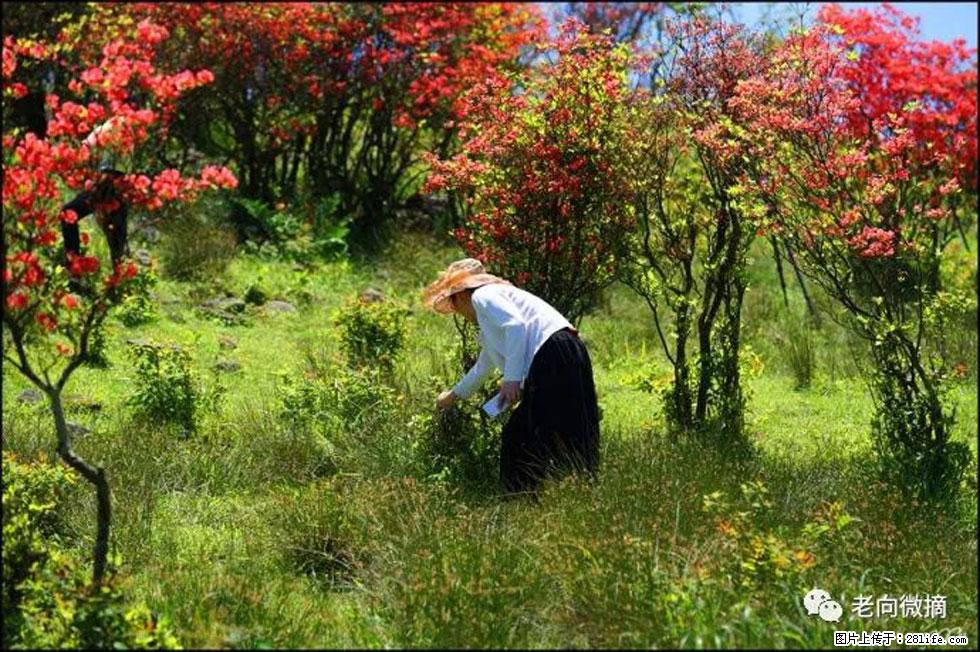 【春天,广西桂林灌阳县向您发出邀请!】宝盖山上映山红 - 游山玩水 - 玉林生活社区 - 玉林28生活网 yulin.28life.com