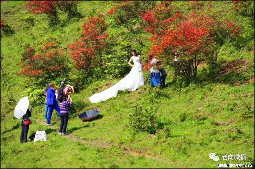 【春天,广西桂林灌阳县向您发出邀请!】宝盖山上映山红 - 游山玩水 - 玉林生活社区 - 玉林28生活网 yulin.28life.com