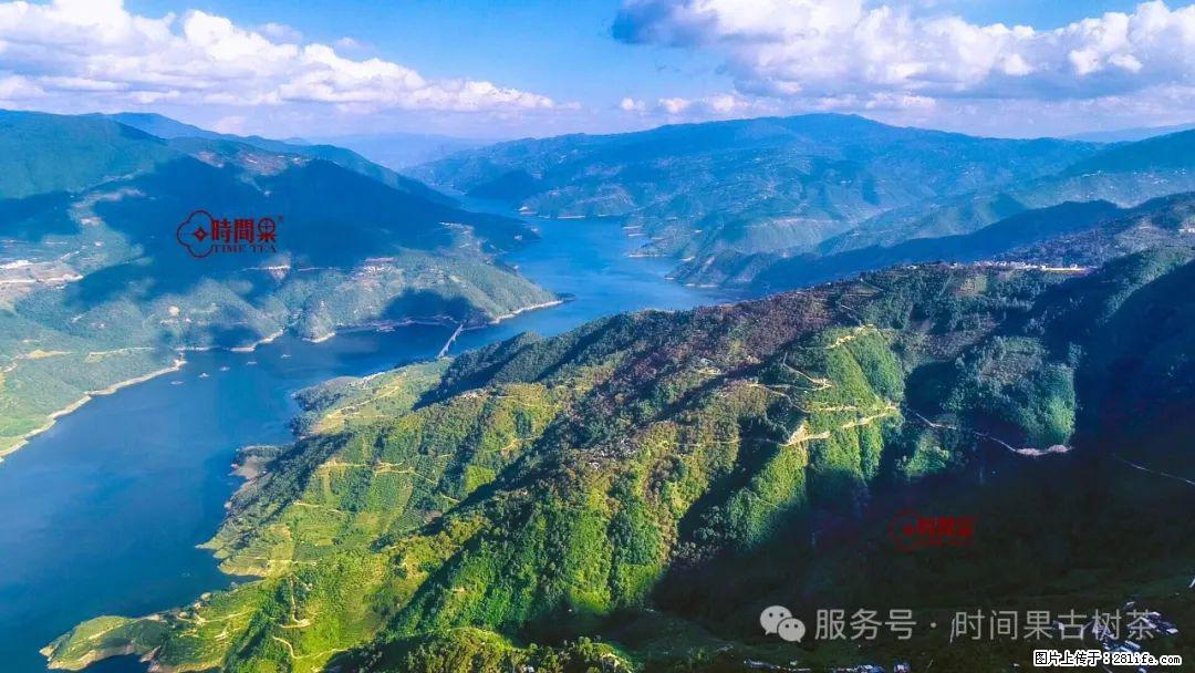 时间果百年古树龙珠普洱生茶 - 购物交流 - 玉林生活社区 - 玉林28生活网 yulin.28life.com