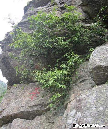 平乐石崖茶，珍贵仅次于金花茶 - 玉林生活资讯 - 玉林28生活网 yulin.28life.com
